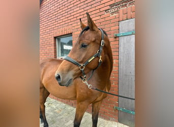Oldenburg, Mare, 4 years, 15.2 hh, Brown