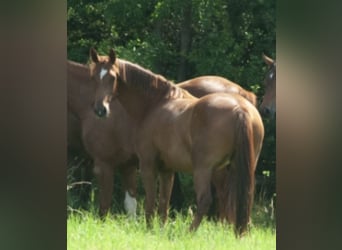 Oldenburg, Mare, 4 years, 15.2 hh, Chestnut-Red