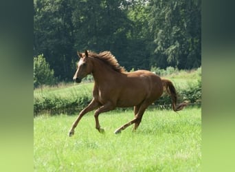 Oldenburg, Mare, 4 years, 15.2 hh, Chestnut-Red