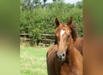 Oldenburg, Mare, 4 years, 15.2 hh, Chestnut-Red