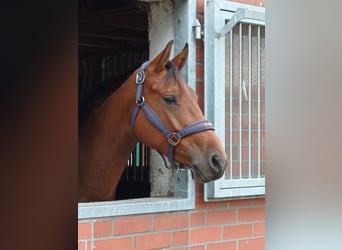 Oldenburg, Mare, 4 years, 15.3 hh, Brown