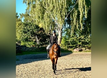 Oldenburg, Mare, 4 years, 15.3 hh, Brown