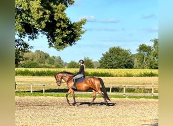 Oldenburg, Mare, 4 years, 15.3 hh, Brown