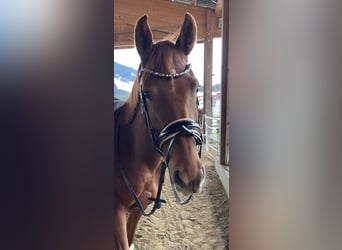 Oldenburg, Mare, 4 years, 15,3 hh, Chestnut