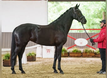 Oldenburg, Mare, 4 years, 15.3 hh, Smoky-Black