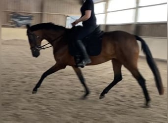 Oldenburg, Mare, 4 years, 15,1 hh, Brown