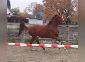 Oldenburg, Mare, 4 years, 15,1 hh, Chestnut-Red