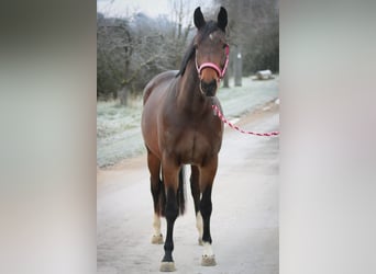 Oldenburg, Mare, 4 years, 15,2 hh, Brown
