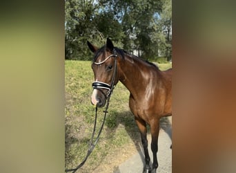 Oldenburg, Mare, 4 years, 15,2 hh, Brown
