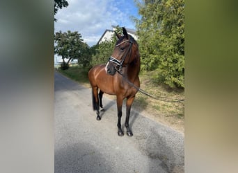 Oldenburg, Mare, 4 years, 15,2 hh, Brown