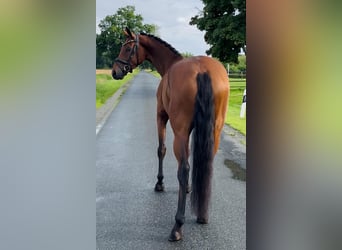 Oldenburg, Mare, 4 years, 15,2 hh, Brown