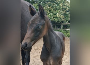 Oldenburg, Mare, 4 years, 15,2 hh, Smoky-Black