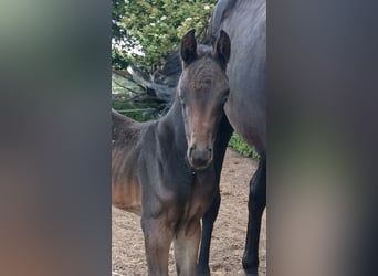Oldenburg, Mare, 4 years, 15,2 hh, Smoky-Black