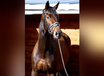 Oldenburg, Mare, 4 years, 16.1 hh, Bay-Dark