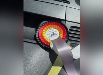 Oldenburg, Mare, 4 years, 16.1 hh, Bay-Dark