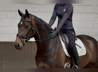 Oldenburg, Mare, 4 years, 16.1 hh, Bay-Dark
