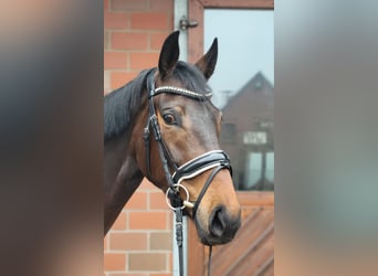 Oldenburg, Mare, 4 years, 16,1 hh, Bay-Dark