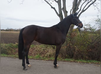 Oldenburg, Mare, 4 years, 16.1 hh, Bay-Dark