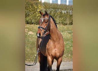 Oldenburg, Mare, 4 years, 16,1 hh, Bay-Dark