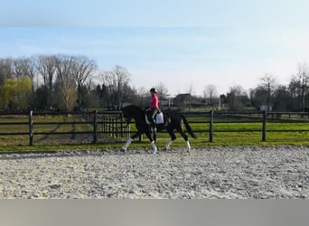 Oldenburg, Mare, 4 years, 16,1 hh, Bay-Dark