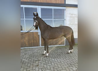 Oldenburg, Mare, 4 years, 16,1 hh, Bay-Dark