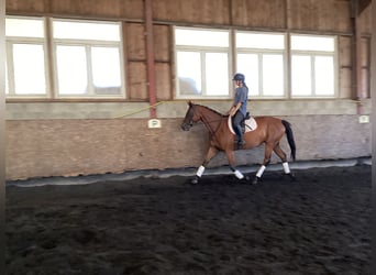 Oldenburg, Mare, 4 years, 16,1 hh, Bay-Dark