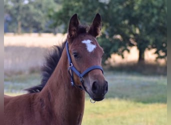 Oldenburg, Mare, 4 years, 16,1 hh, Bay-Dark