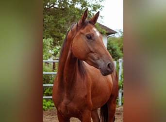 Oldenburg, Mare, 4 years, 16,1 hh, Bay-Dark