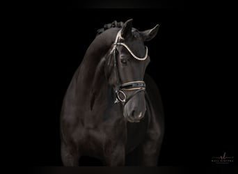 Oldenburg, Mare, 4 years, 16,1 hh, Black