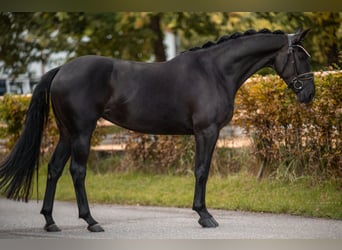 Oldenburg, Mare, 4 years, 16,1 hh, Black