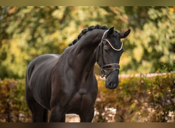 Oldenburg, Mare, 4 years, 16,1 hh, Black