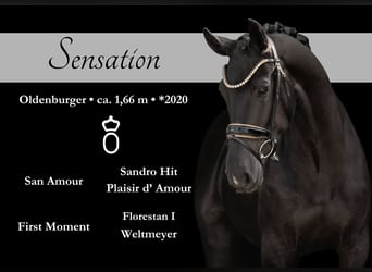 Oldenburg, Mare, 4 years, 16,1 hh, Black