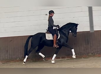 Oldenburg, Mare, 4 years, 16.1 hh, Black