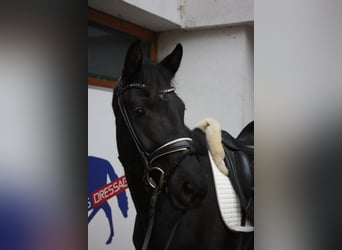 Oldenburg, Mare, 4 years, 16,1 hh, Black