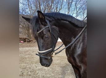 Oldenburg, Mare, 4 years, 16,1 hh, Black