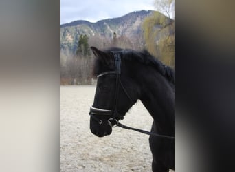 Oldenburg, Mare, 4 years, 16,1 hh, Black