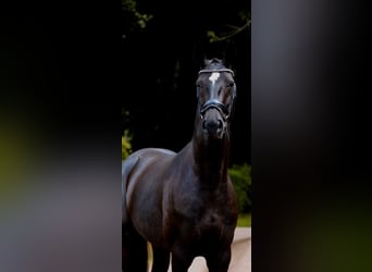 Oldenburg, Mare, 4 years, 16.1 hh, Black
