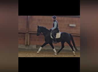 Oldenburg, Mare, 4 years, 16.1 hh, Black