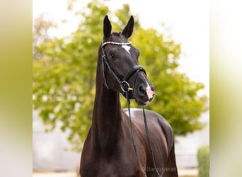 Oldenburg, Mare, 4 years, 16.1 hh, Black