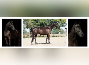 Oldenburg, Mare, 4 years, 16.1 hh, Black