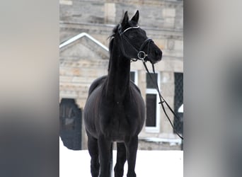 Oldenburg, Mare, 4 years, 16.1 hh, Black
