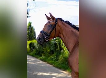 Oldenburg, Mare, 4 years, 16.1 hh, Brown