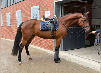 Oldenburg, Mare, 4 years, 16.1 hh, Brown