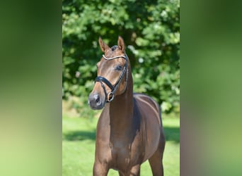 Oldenburg, Mare, 4 years, 16.1 hh, Brown