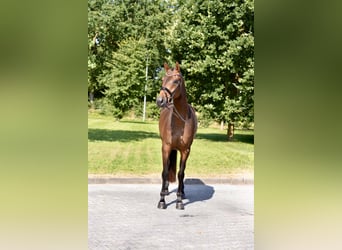 Oldenburg, Mare, 4 years, 16.1 hh, Brown