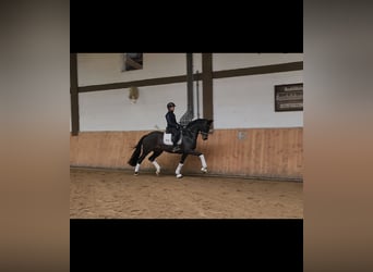 Oldenburg, Mare, 4 years, 16,1 hh, Brown