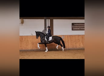 Oldenburg, Mare, 4 years, 16,1 hh, Brown