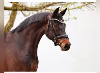 Oldenburg, Mare, 4 years, 16,1 hh, Brown