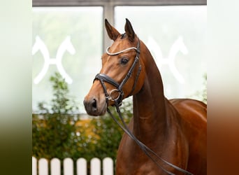 Oldenburg, Mare, 4 years, 16.1 hh, Brown