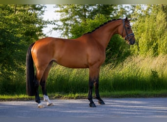 Oldenburg, Mare, 4 years, 16.1 hh, Brown
